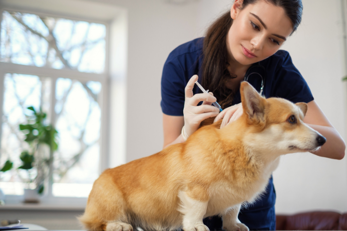 犬の狂犬病ワクチンと混合ワクチンの接種間隔や重要性について徹底解説