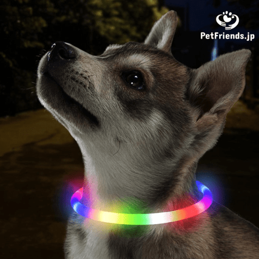 夜散歩も安心!ペット用LEDアクセサリー