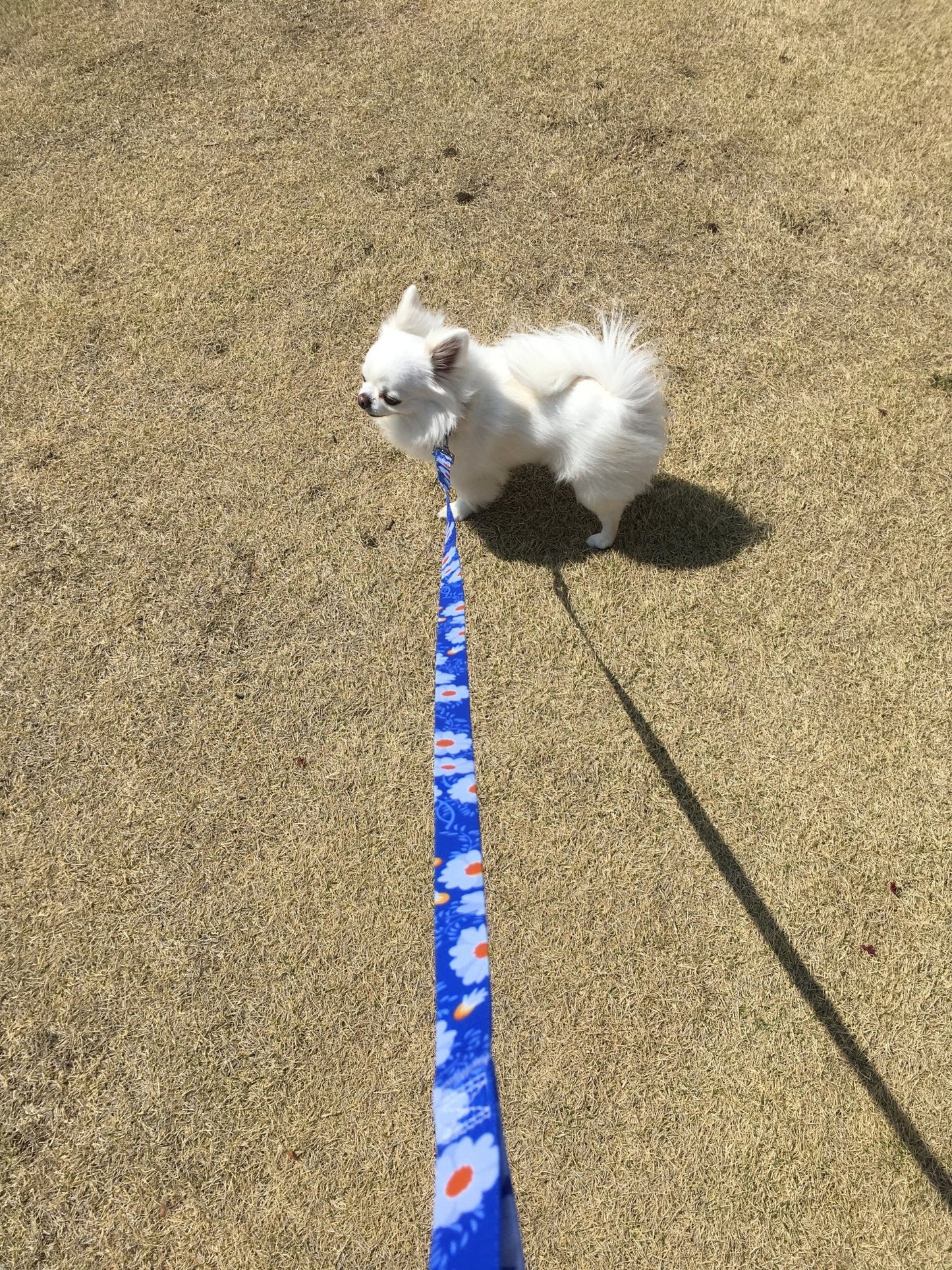 ”PetFriends.jp” おしゃれ犬用シンプルリード
