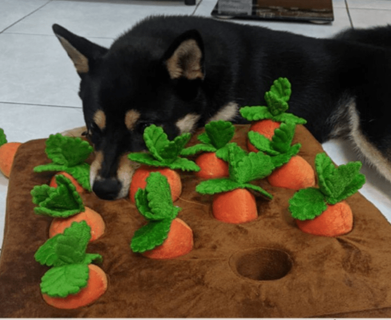 ”PetFriends.jp” わんわんニンジン畑