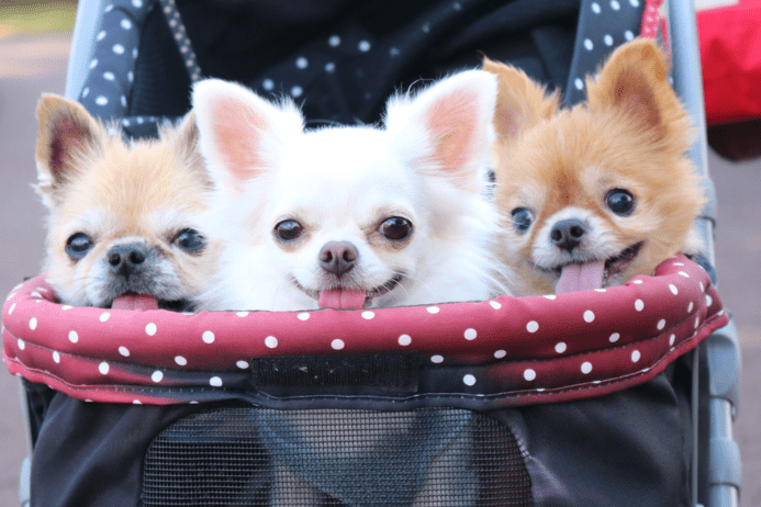 犬の2匹目は後悔する？多頭飼いが仲良くなるまでにあなたがすべきこと – Pet Friends.jp