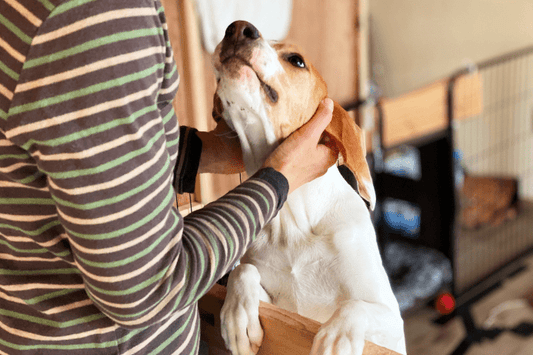 inu-rusuban-12jikan-9