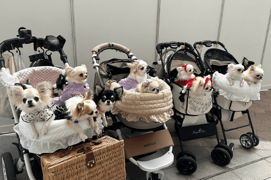 interpet-osaka-2023-100