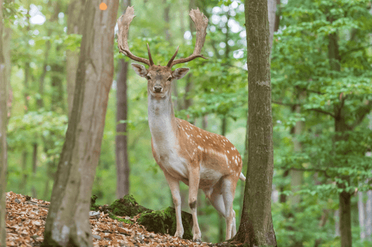 dogfood-shikaniku-100