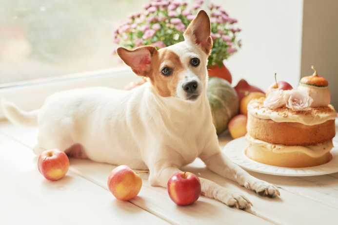 inu-apple-2