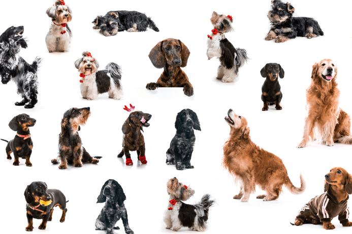 犬の名前ランキング!幸せを運ぶ犬の名前から最新のかわいい人気の名前まで紹介 – Pet Friends.jp