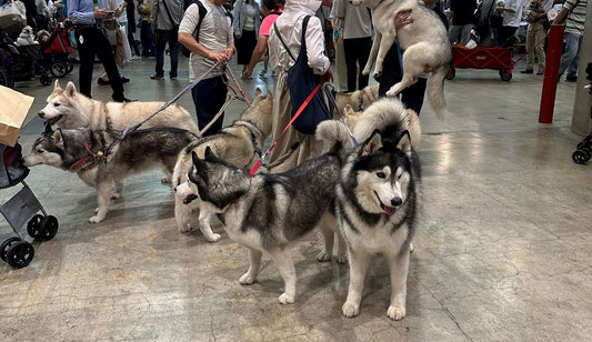 pethaku-2023makuhari-100