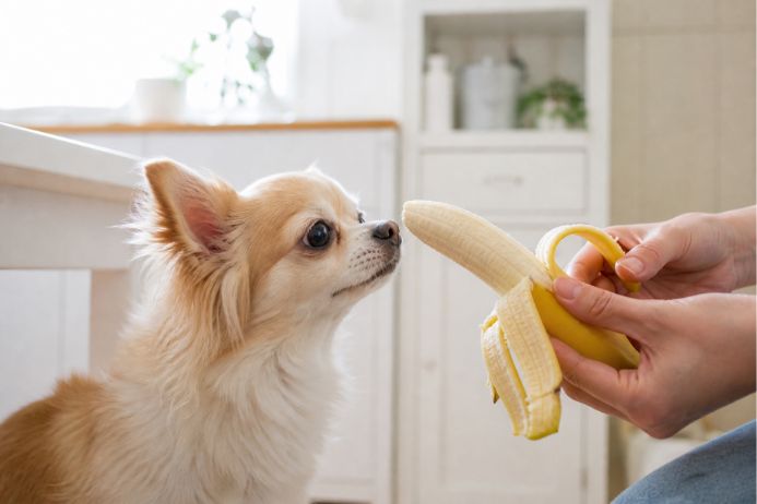 バナナを見つめる犬