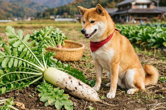 犬は大根を食べても大丈夫？生・大根おろし・葉・量と注意点を解説