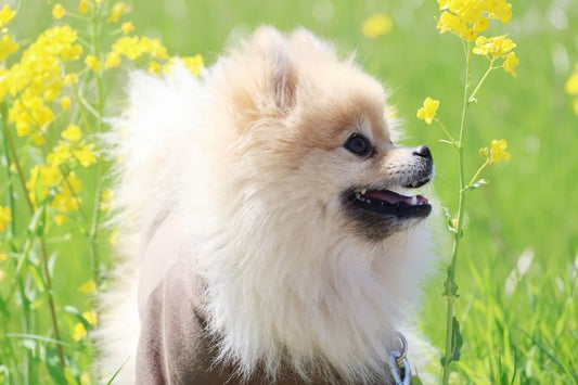 犬がぐるぐる回る理由は？心配ない行動と病気のサインをやさしく解説