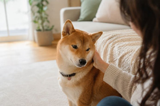 飼い主の横で少し目をそらす犬