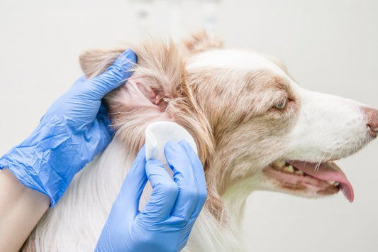 犬の耳でわかる気持ちと病気のサイン｜耳の形・耳掃除・受診目安まで徹底解説