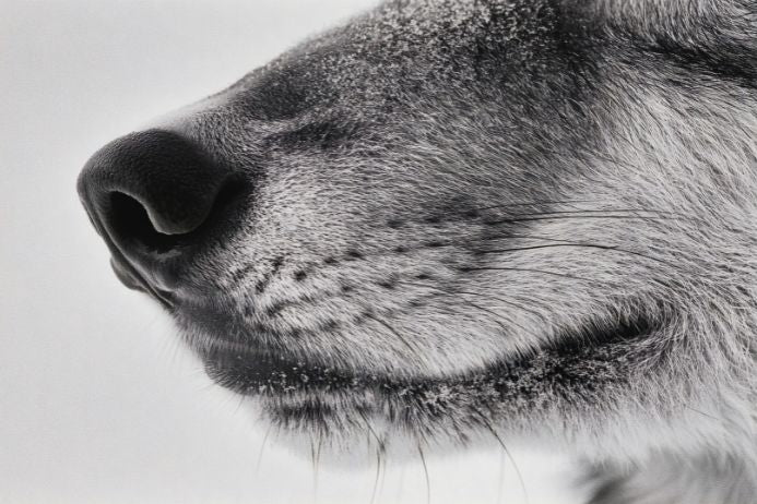 犬が喉を鳴らすのはなぜ？ゴロゴロ・グルグル音の理由と病気の見分け方