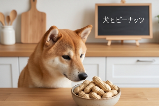 犬はピーナッツを食べてもいい？食べてしまった時の対処と与え方、ピーナッツバターの注意点
