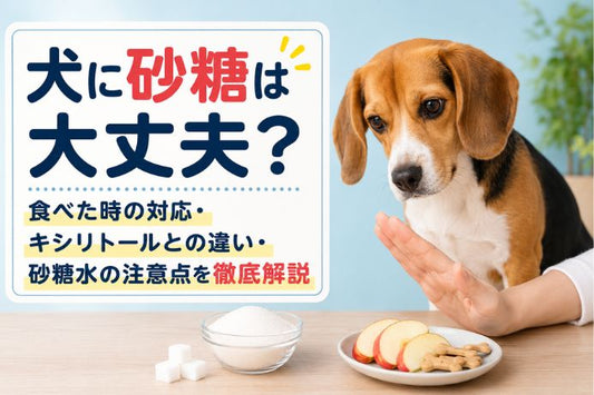 犬が砂糖に興味を持っている