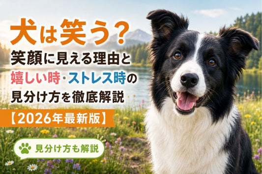 犬が笑っている