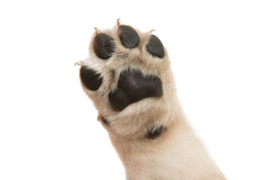 犬の指の数は何本？前足・後ろ足・狼爪の違いをやさしく解説